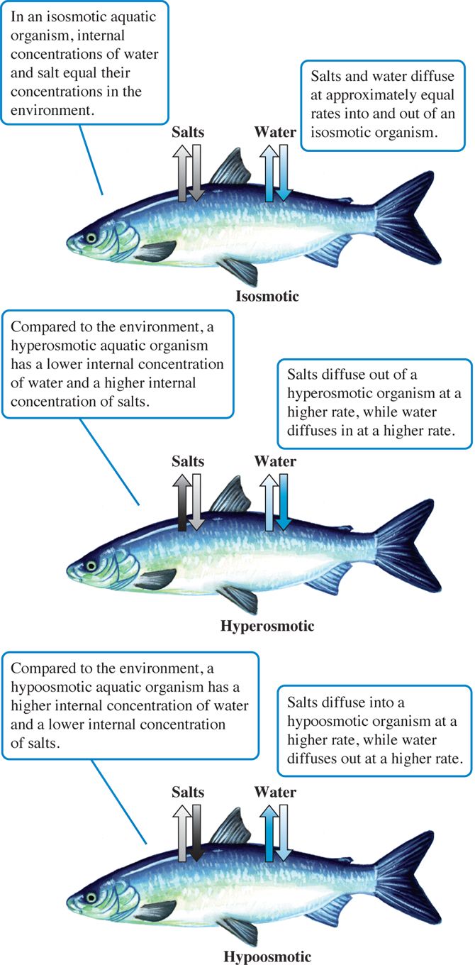 Water and salt regulation by isosmotic, hyperosmotic, and hypoosmotic aquatic organisms.