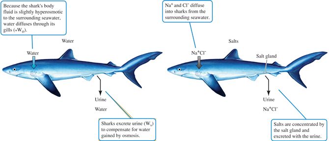 Osmoregulation by sharks.