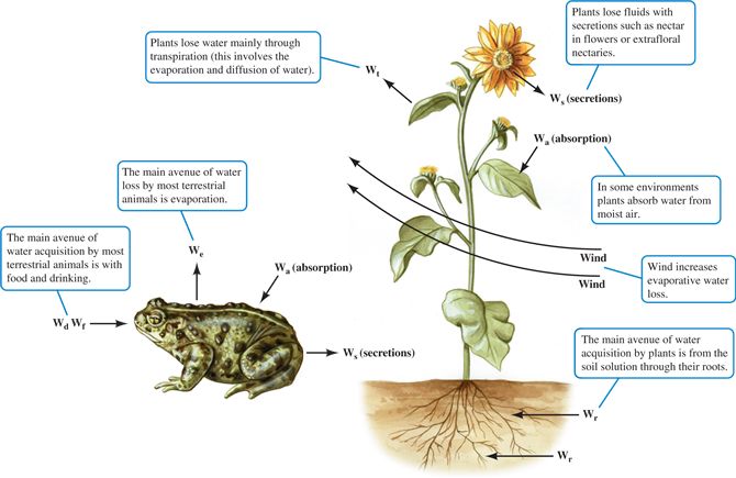 Terrestrial plants and animals can be characterized by analogous pathways for water gain and loss.