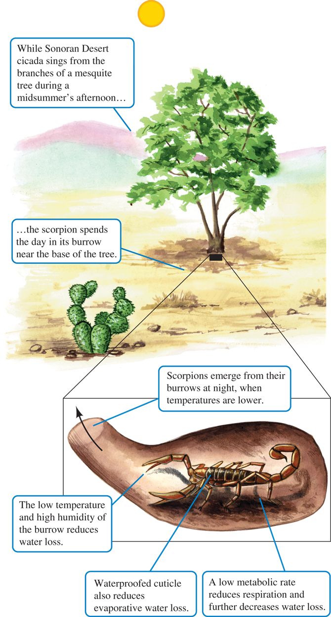 These two desert arthropods, a scorpion and a cicada, have evolved very different approaches to livi