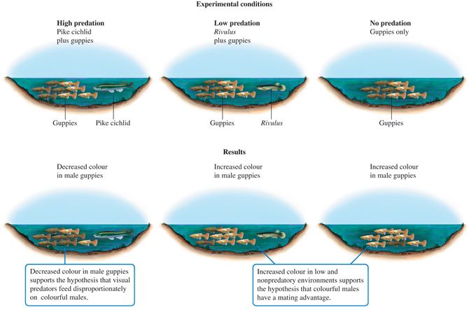 Summary of greenhouse experimental design and results