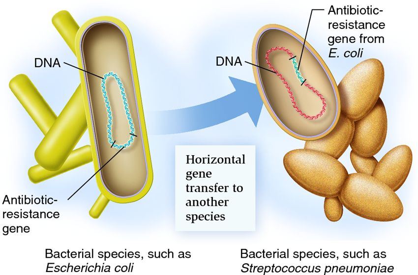 An example of horizontal gene transfer: antibiotic resistance