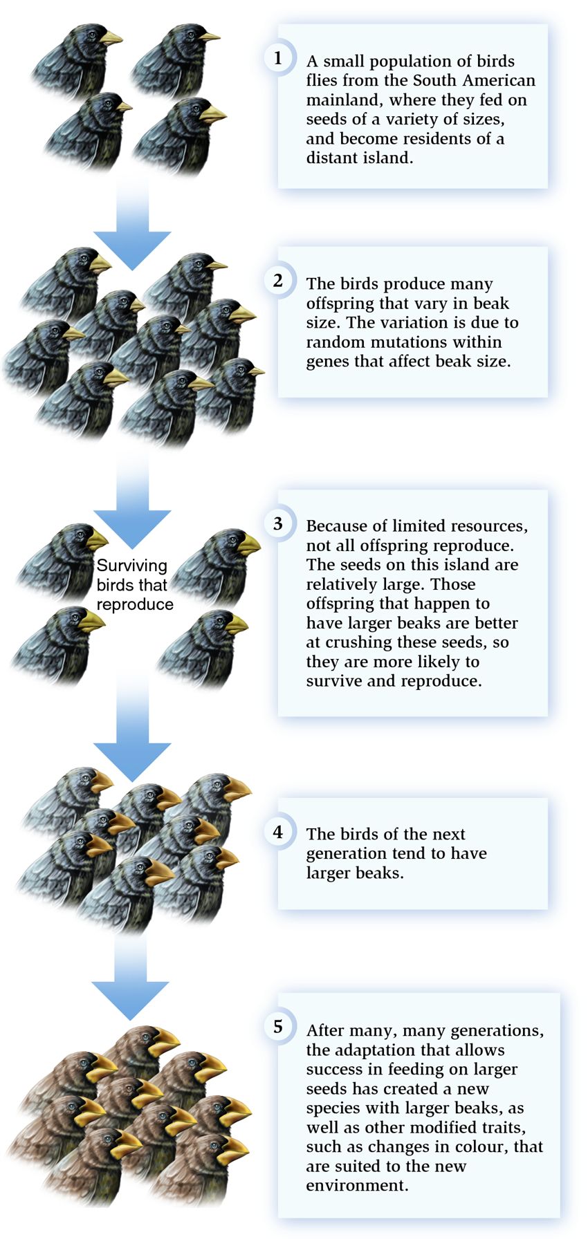 Evolutionary adaptation to a new environment via natural selection.