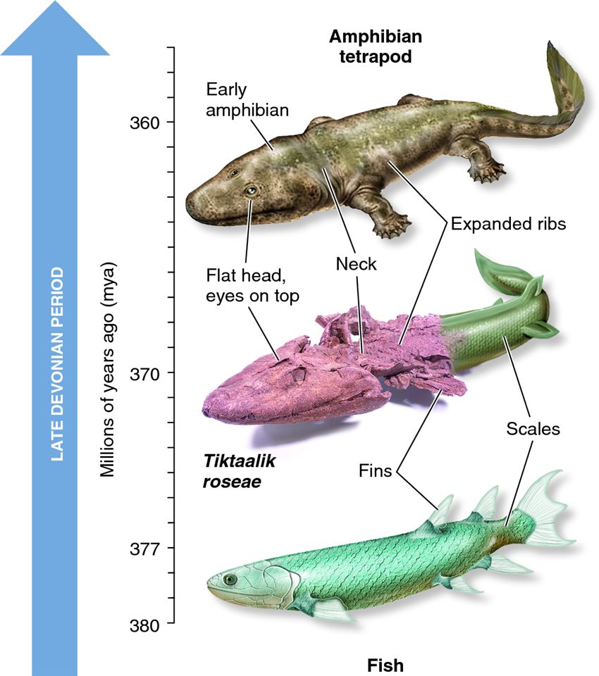 Evolutionary change in the tetrapod lineage, showing a transitional form.
