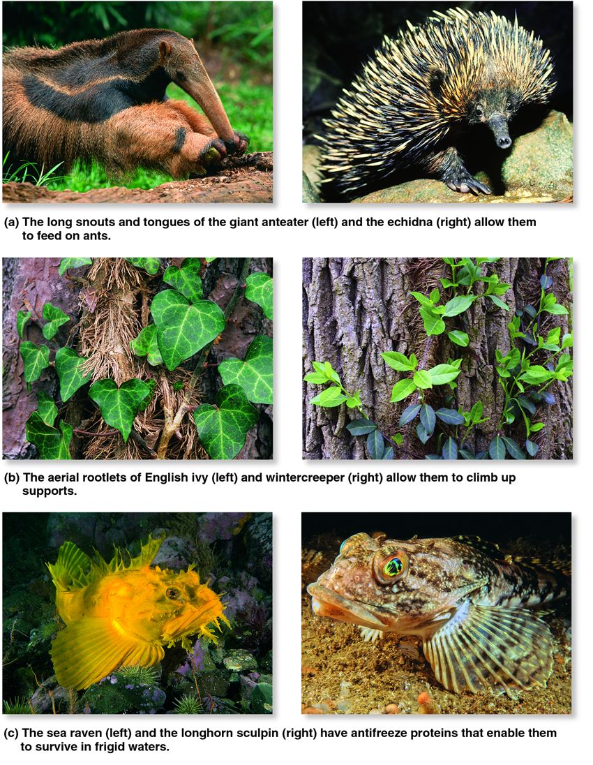 Examples of convergent evolution.