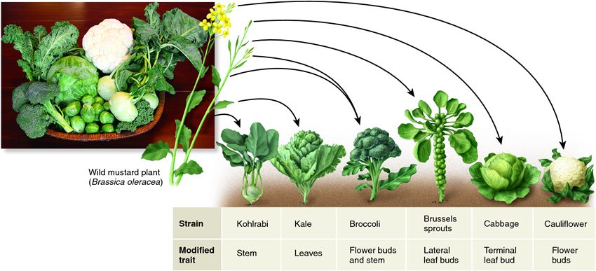 Crop plants developed by selective breeding of the wild mustard plant.