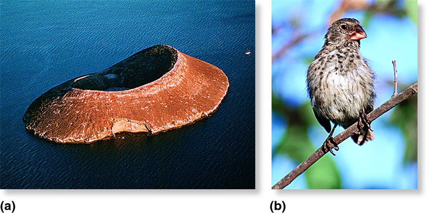 The Grants' investigation of natural selection in finches.