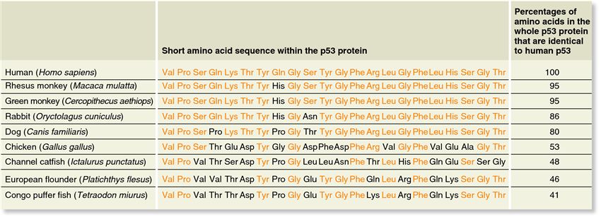 An example of genetic homology: a comparison of a short amino acid sequence within the p53 protein f