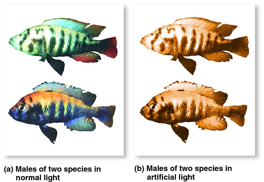 Male coloration in African cichlids.