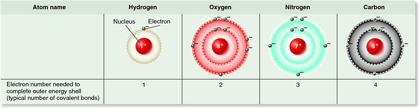 The most abundant elements found in living organisms