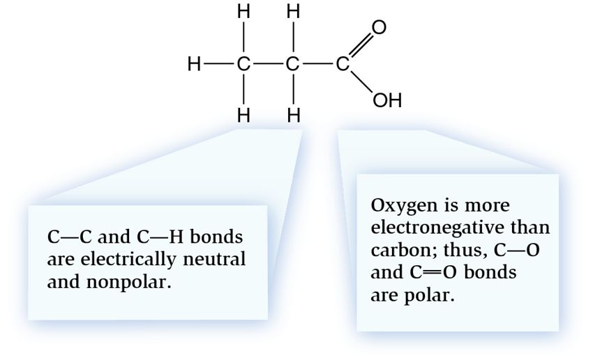 Nonpolar and polar bonds in an organic molecule