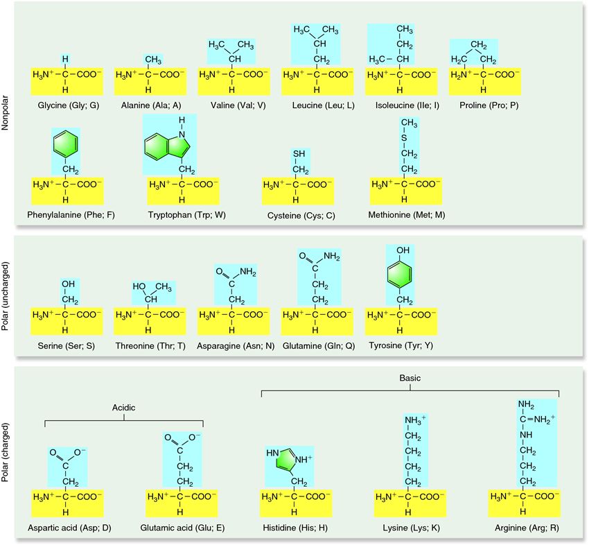 The 20 amino acids found in living organisms