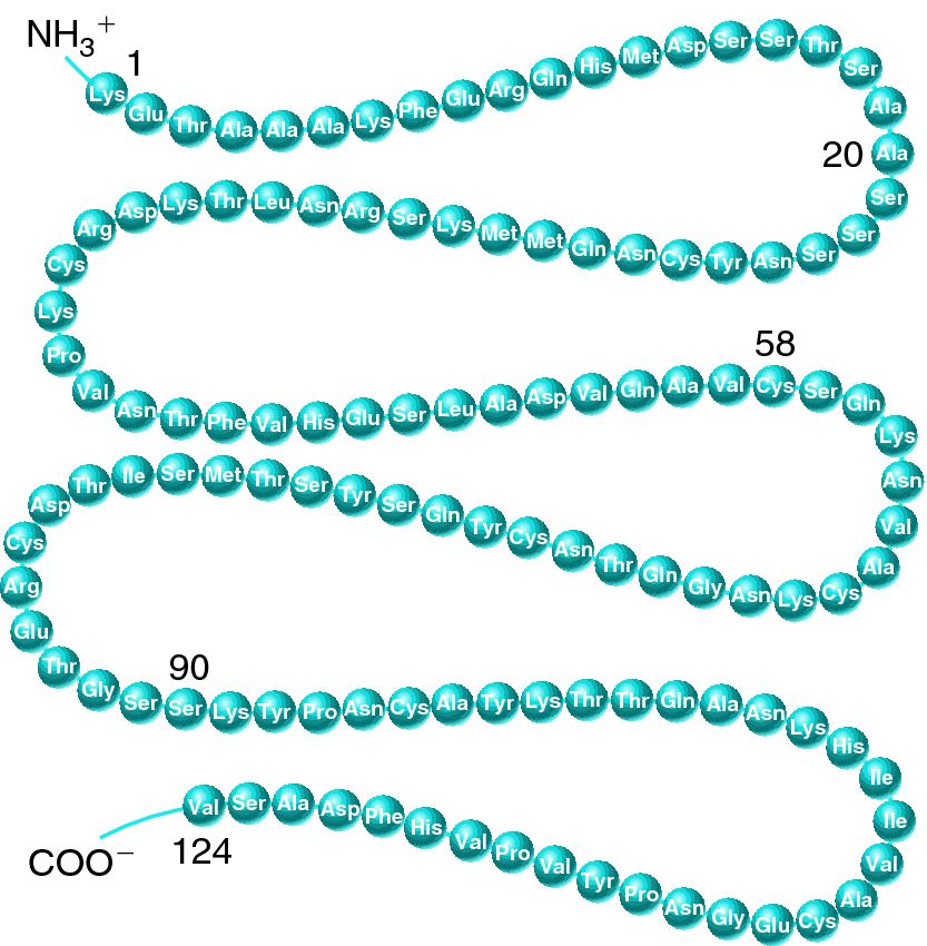 The primary structure of ribonuclease