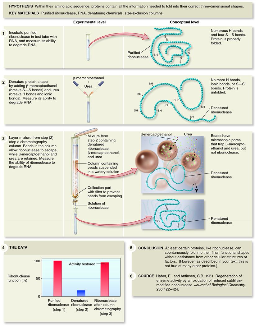 Anfinsen's experiments with ribonuclease demonstrating that the primary structure of a polypept