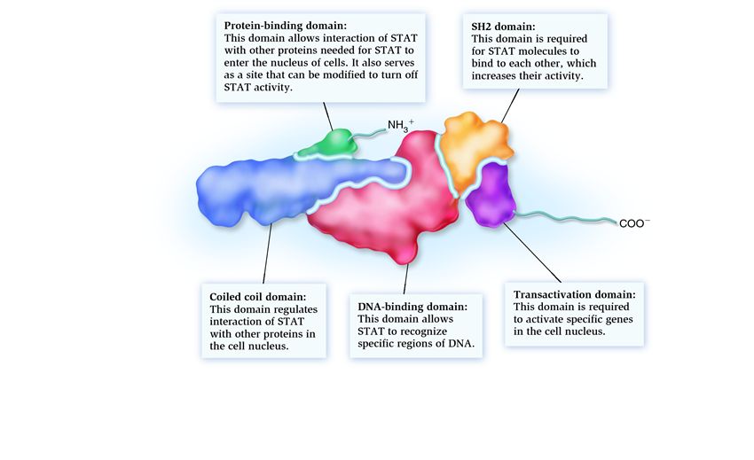 The domain structure of a STAT protein