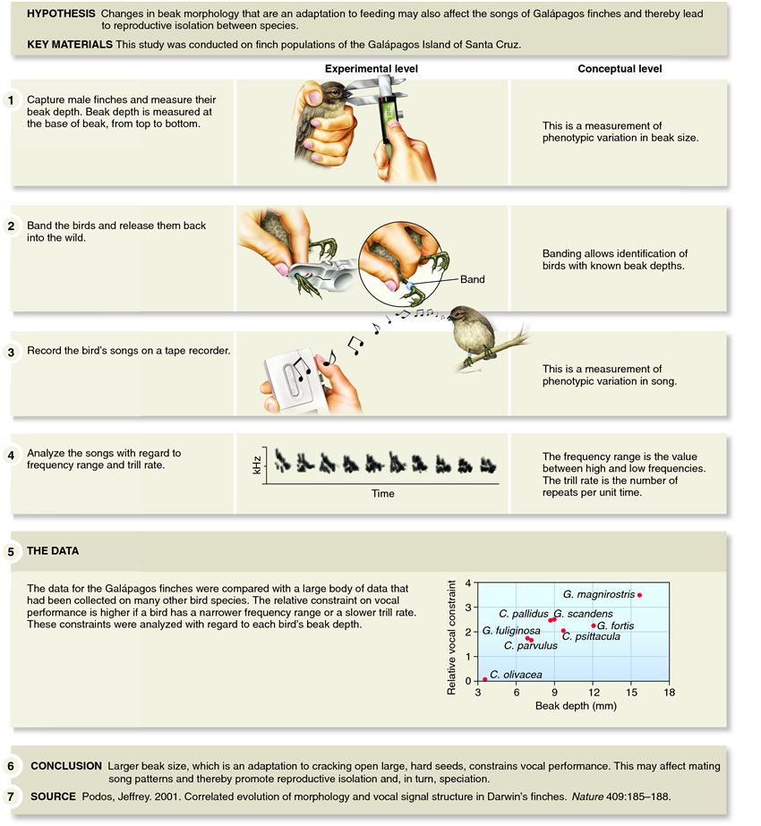 The effects of beak depth on song among different species of Galapagos finches.