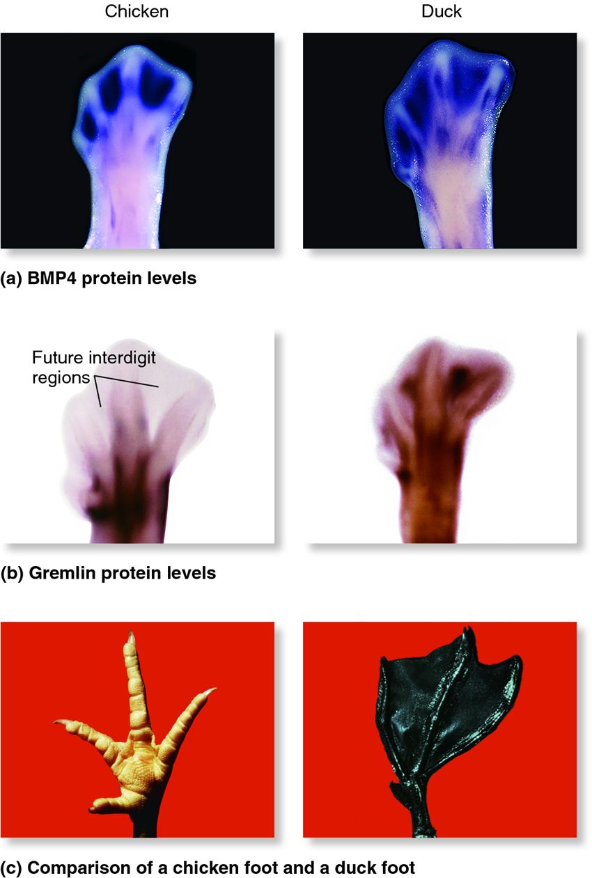 The role of cell-signalling proteins in the morphology of birds' feet.