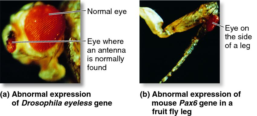 Formation of additional eyes in Drosophila caused by the abnormal expression of a master control gen