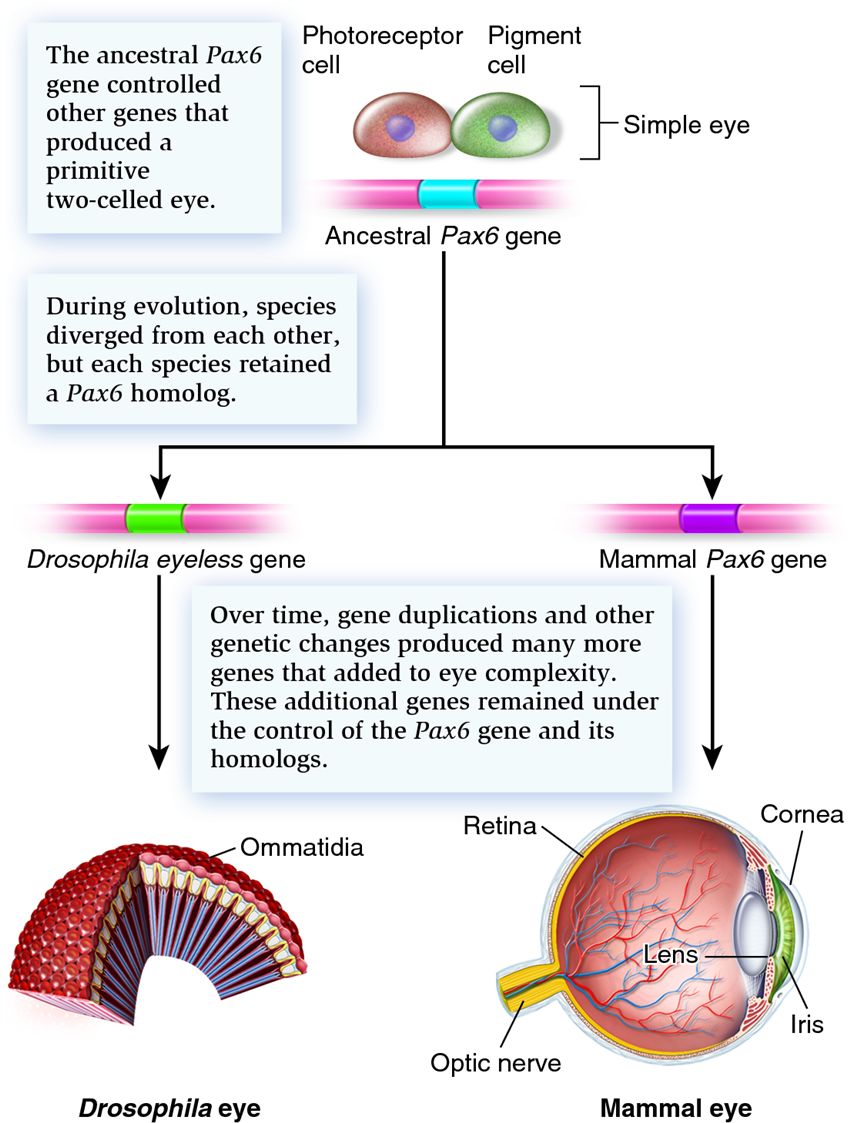 Genetic control of eye evolution.