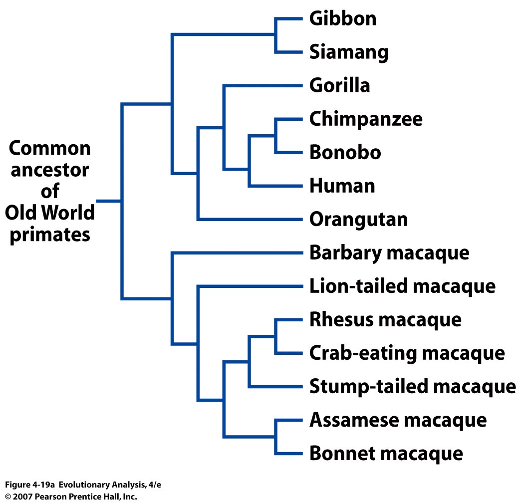 Phylogenies showing the relationships of some Old World primates