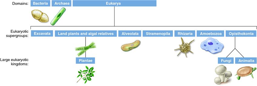 A classification system for living and extinct organisms.