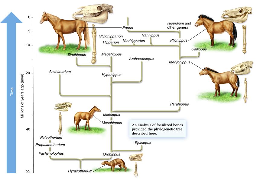 Horse evolution.