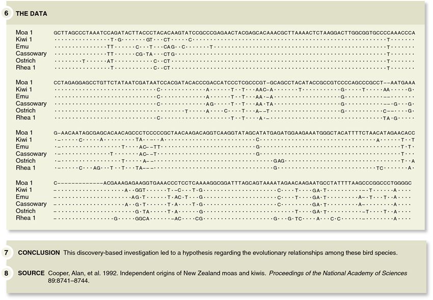 DNA analysis of phylogenetic relationships among modern and extinct flightless birds by Cooper and c