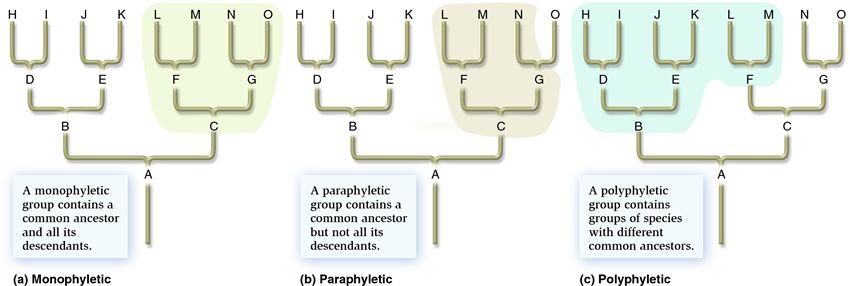 A comparison of monophyletic, paraphyletic, and polyphyletic taxonomic groups.