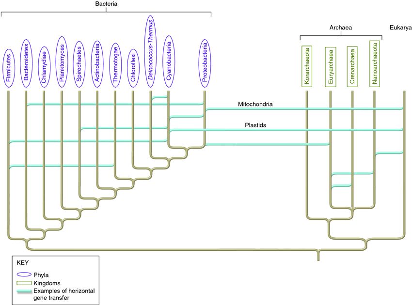 Relationships and diversification of the Bacteria and Archaea.