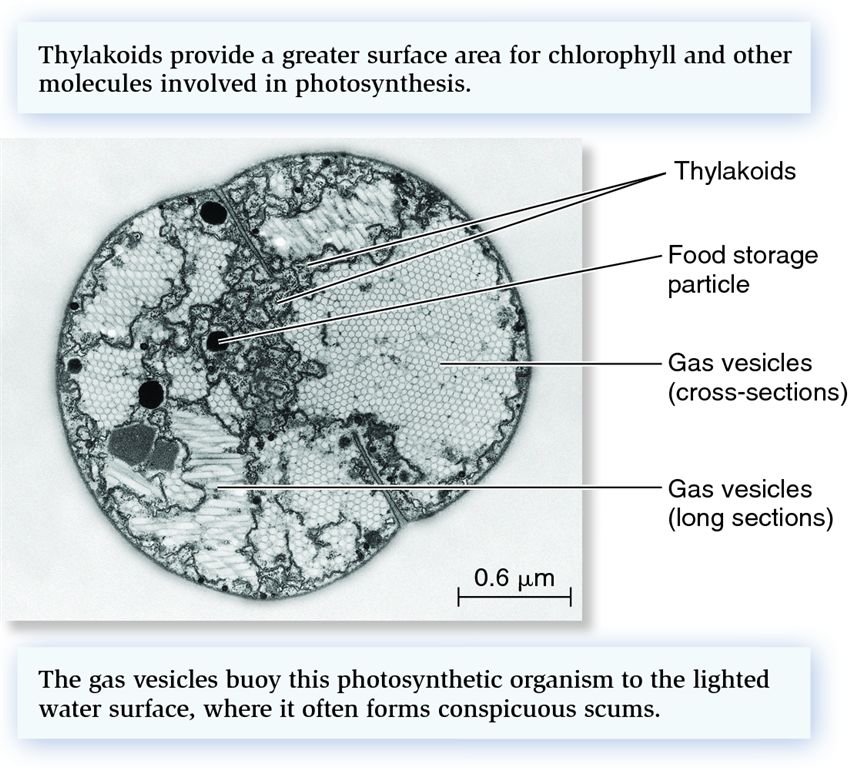 Photosynthetic thylakoid membranes and numerous gas vesicles found in a cell of the cyanobacterial g