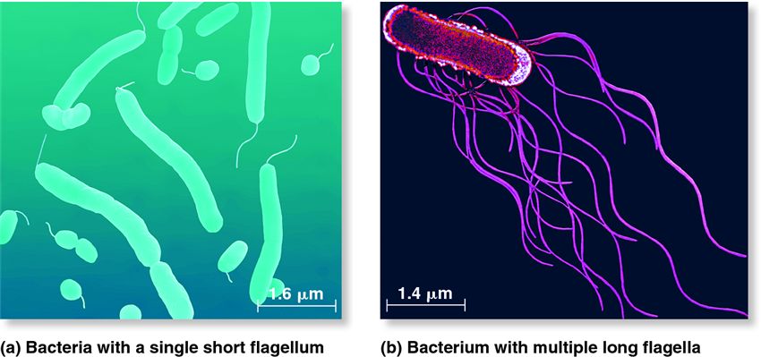 Differences in the number and location of flagella.