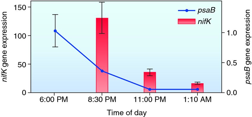 Daily changes in photosynthesis and nitrogen fixation gene expression in Synechococcus cultures isol