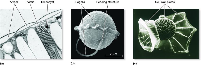 Dinoflagellates of the supergroup Alveolata and their characteristic alveoli.