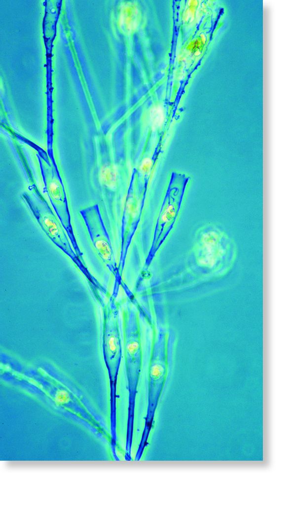 A mixotrophic protist