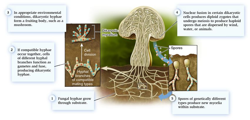 The reproductive fungal body