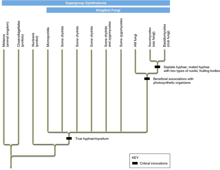 Evolutionary relationships of the fungi