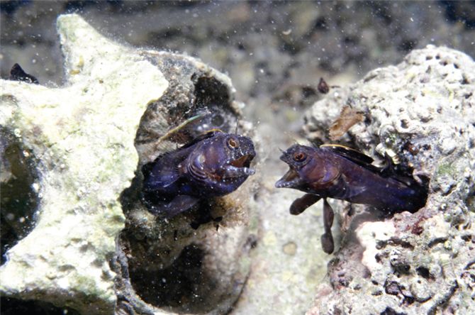 Territorial reef fish compete intensely for space.