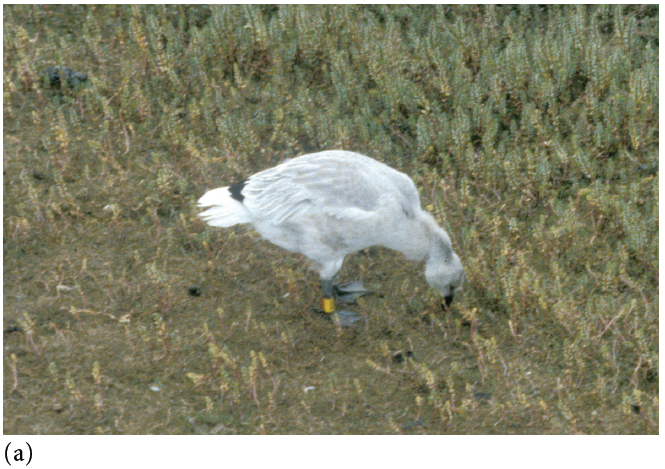  Geese are the dominant herbivores in many northern wetlands, such as this marsh at La Perous