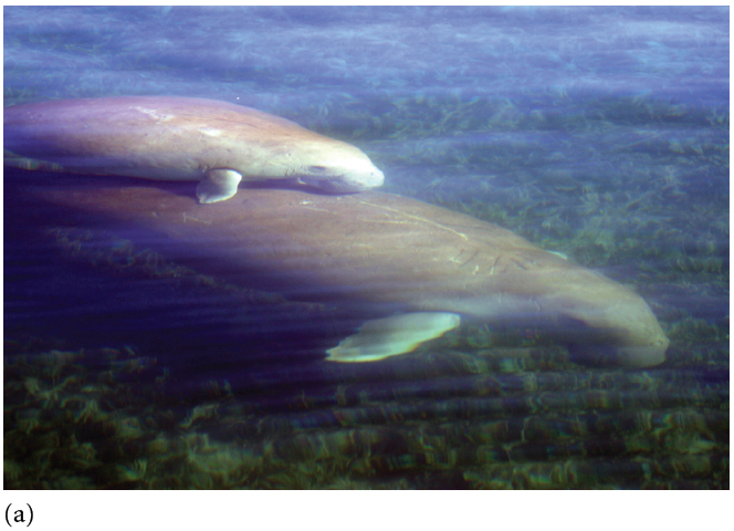 Dugongs (a) adjust their foraging behaviour as a function of whether or not tiger sharks (b) are hun