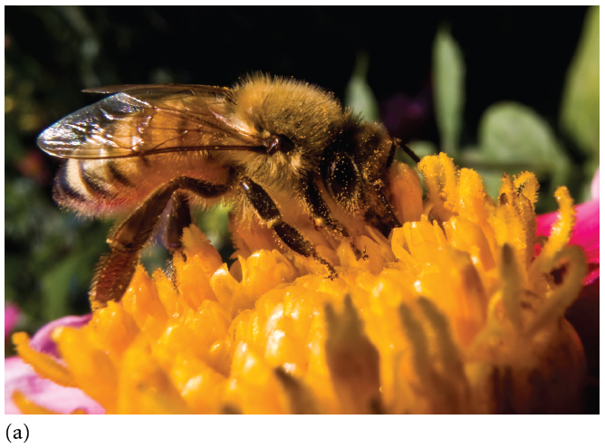 (a) Poisonous Allerian (a stinging bee), and (b) nonpoisonous Batesian (a non-stinging hover