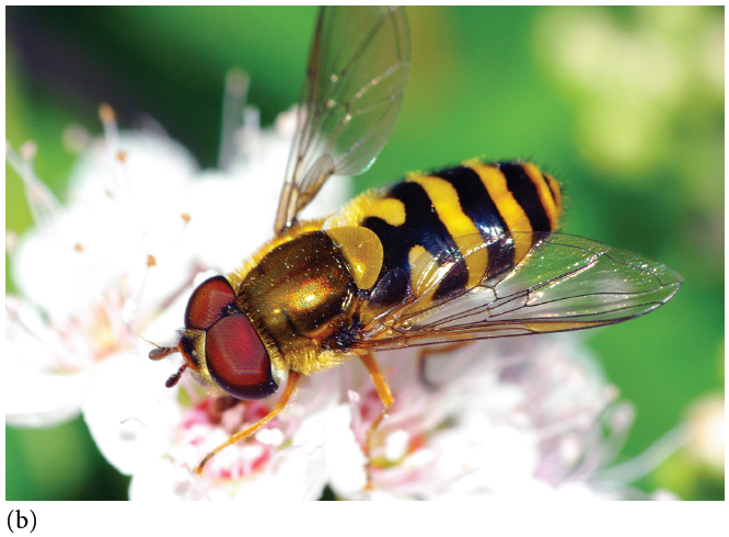 (a) Poisonous Mullerian (a stinging bee), and (b) nonpoisonous Batesian (a non-stinging hover