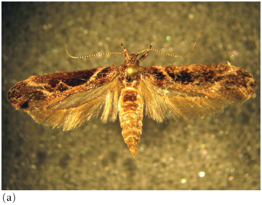 Adult moths oviposit within stems of Solidago, forming (b) galls.