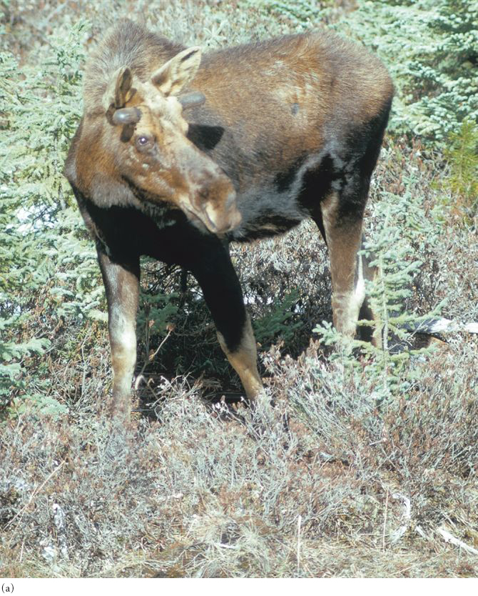 (a) With few ticks, moose retain a brown coat; (b) at high numbers of ticks, moose self-groom, destr