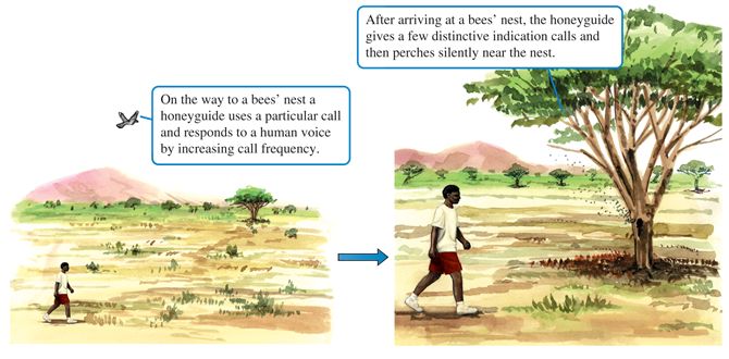 Vocal communication between honeyguides and humans.