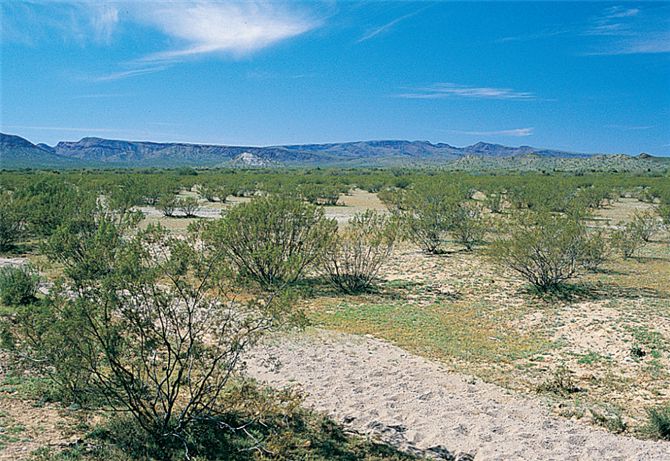 Desert landscape dominated by the creosote bush, Larrea tridentata.