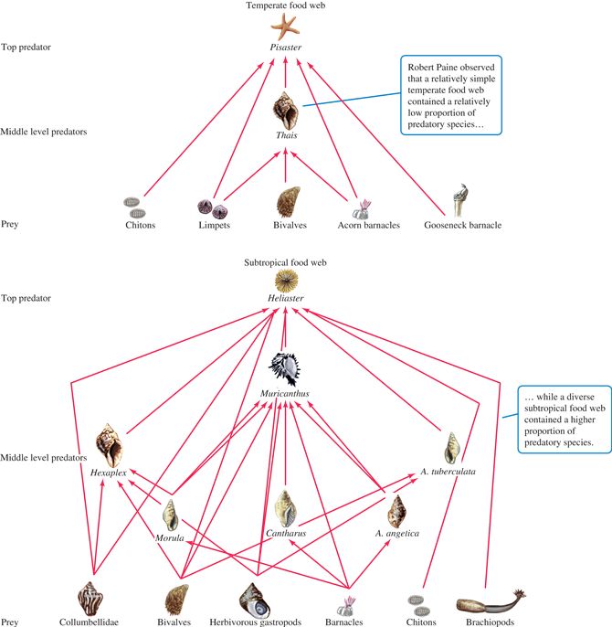 Roots of the keystone species hypothesis: does a higher proportion of predators in diverse communiti