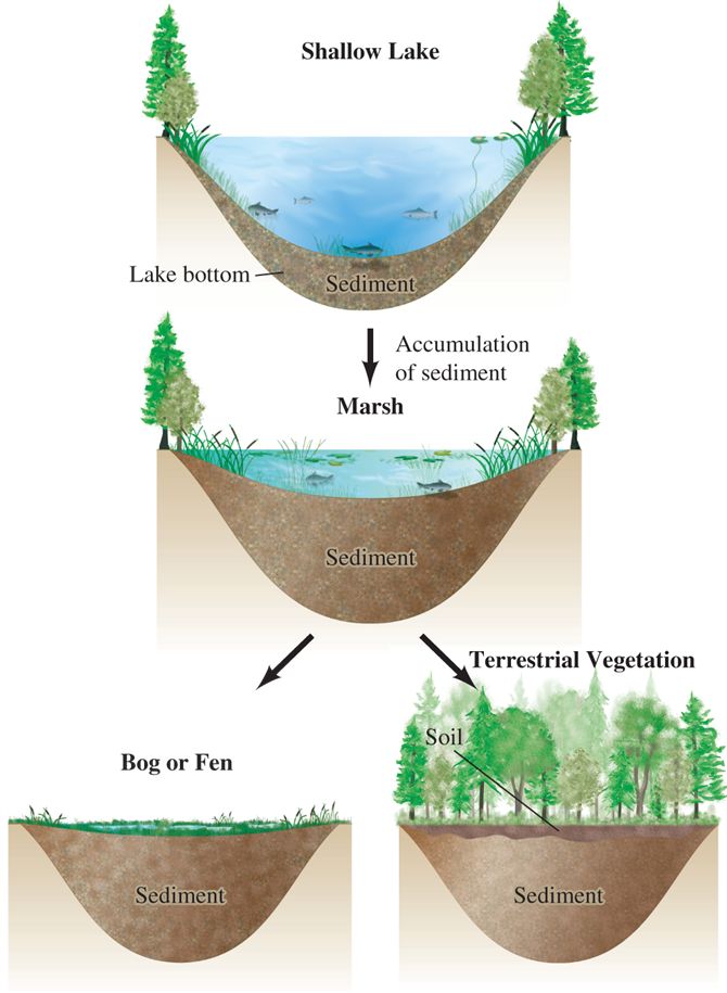 Shallow lakes can undergo succession.