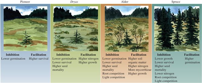 Inhibition and facilitation of spruce during the major successional stages at Glacier Bay, Alaska (d