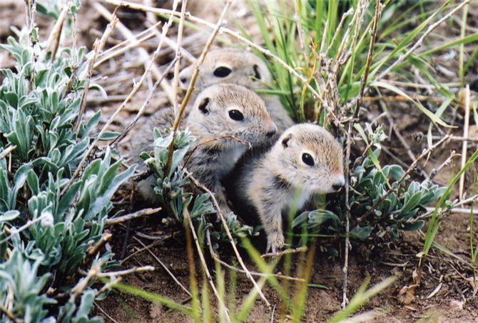 In most ecosystems, sunlight provides the ultimate source of energy to power all biological activity