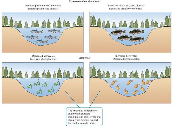 Experimental manipulations of ponds and responses.